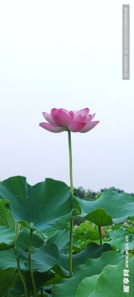 绽放的荷花与翠绿荷叶