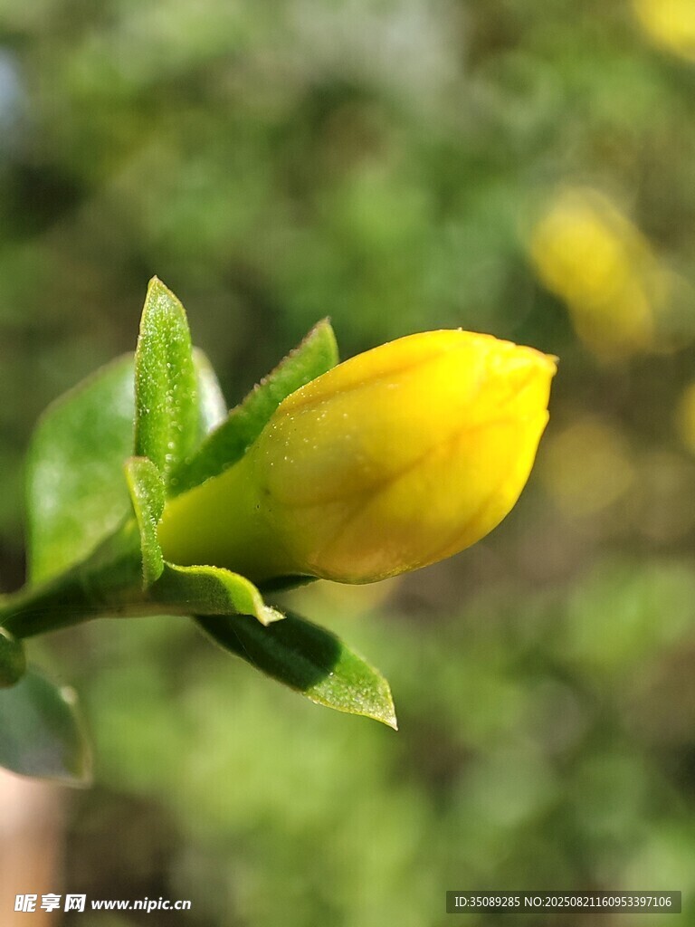 含苞待放的黄色花朵