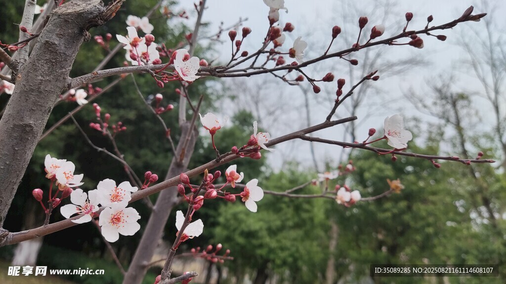 枝头绽放的粉嫩梅花