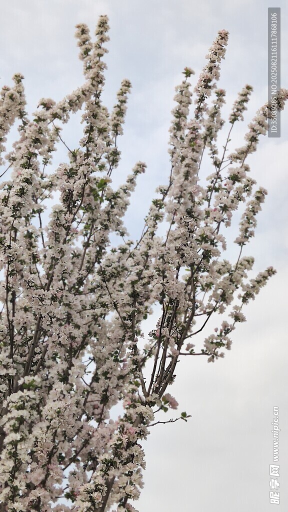 枝头白花绽放