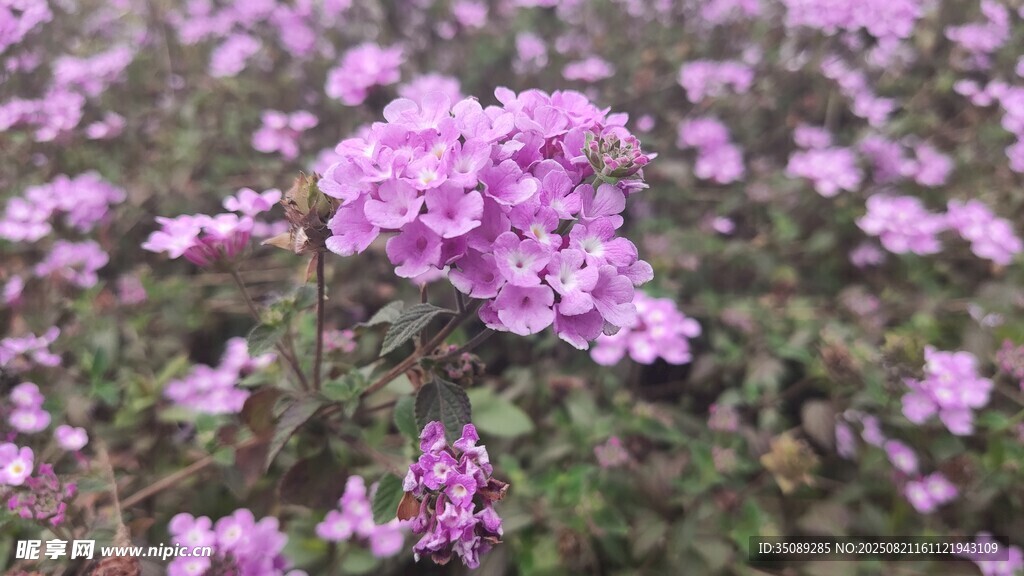 紫色繁花绽放的美丽景致