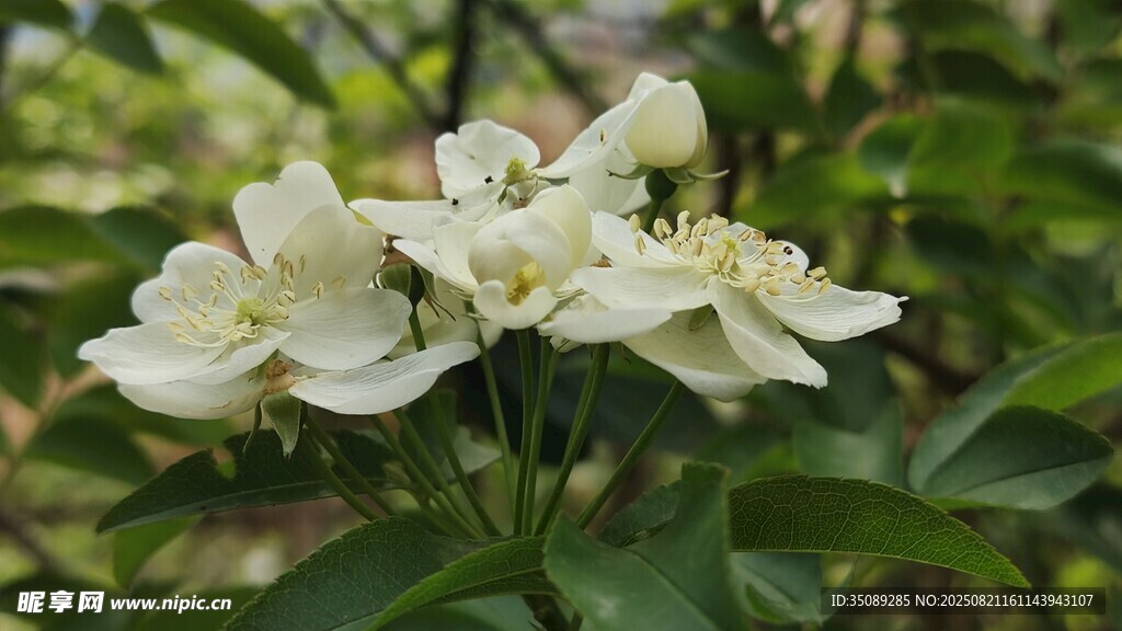 洁白素雅的绽放花朵