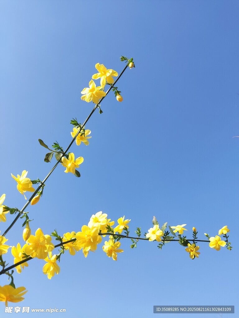 蓝天映衬下的迎春花枝条