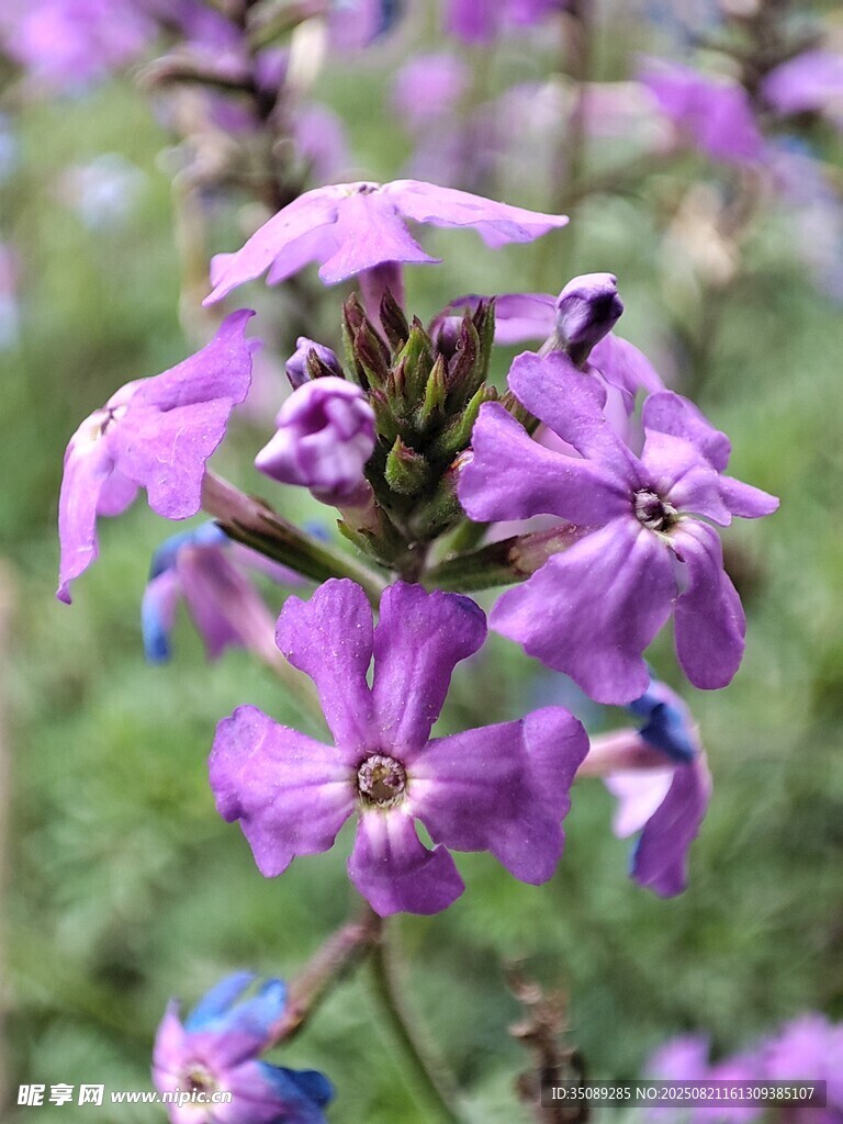紫色小花绽放