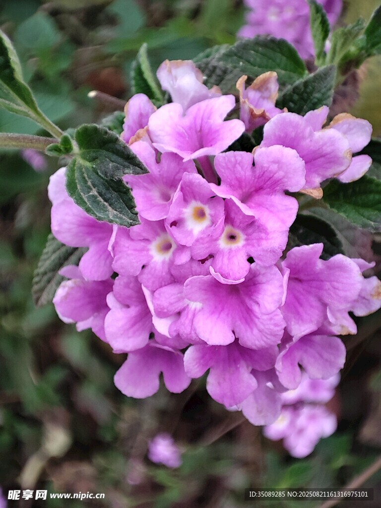 娇艳紫花绽放