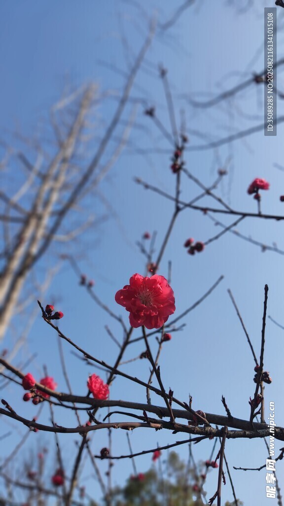枝头红果映蓝天