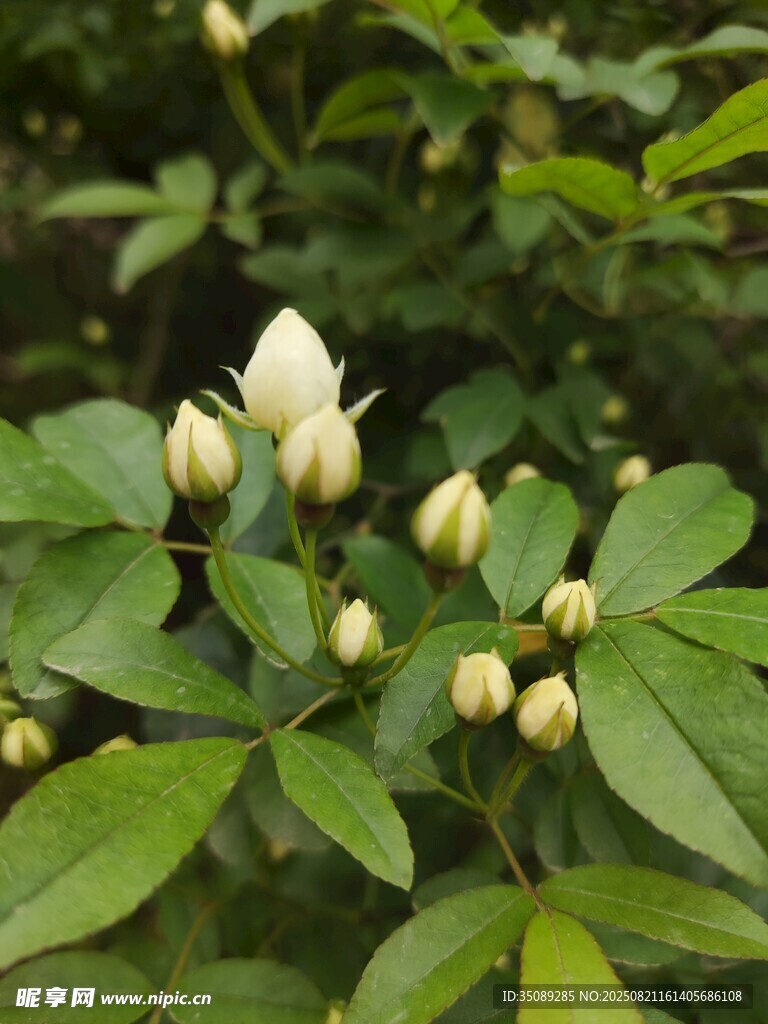 含苞待放的白蔷薇