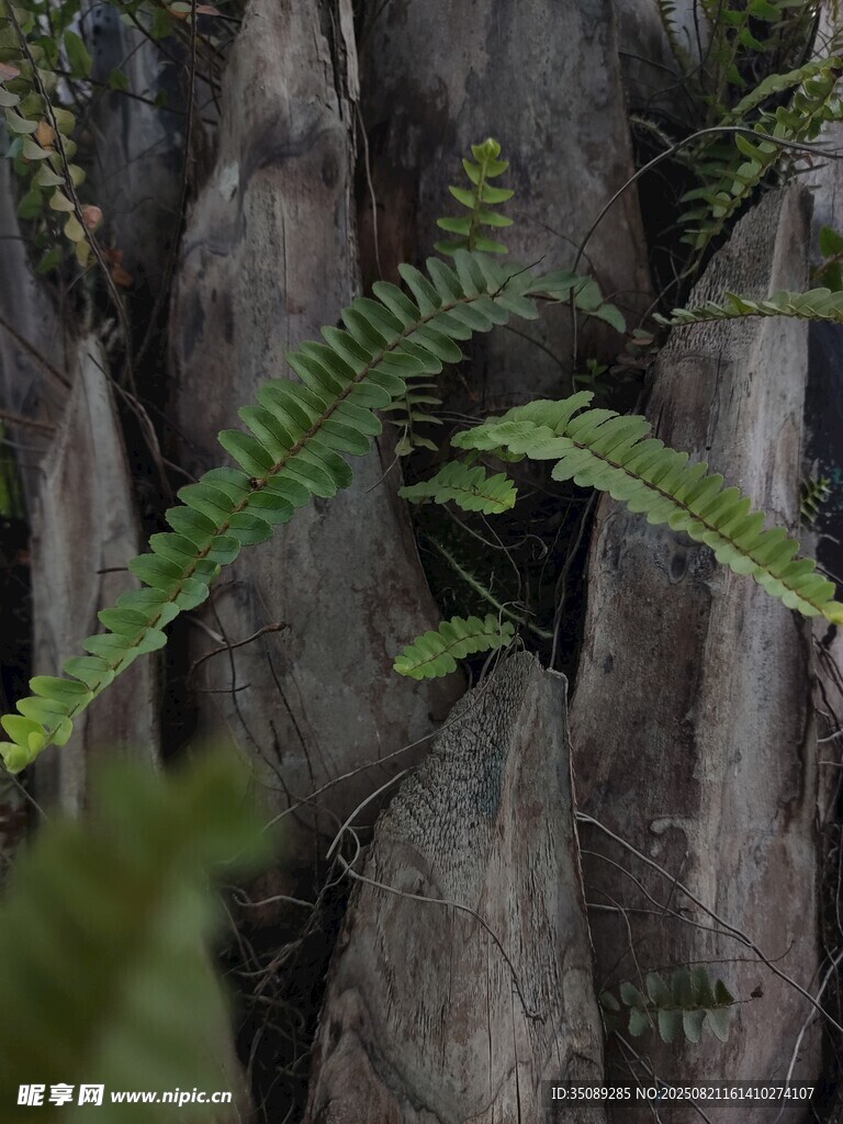 蕨类植物依附于树干