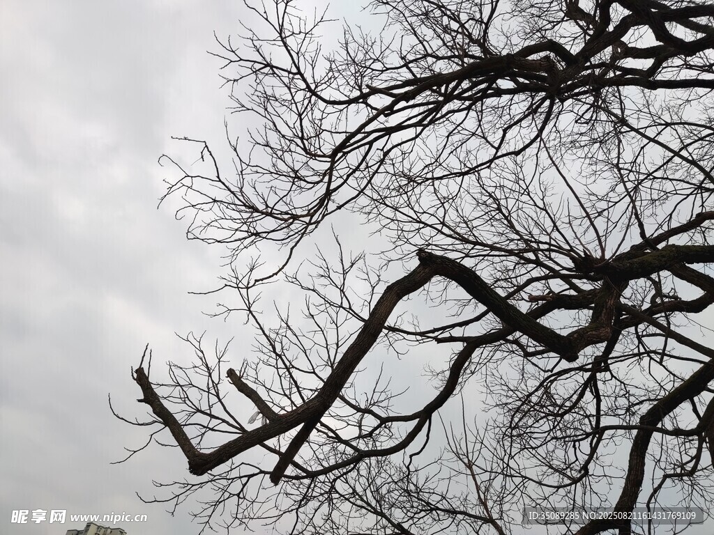 冬日枯树枝干景象