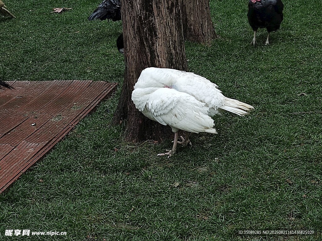 树下白鹅休憩