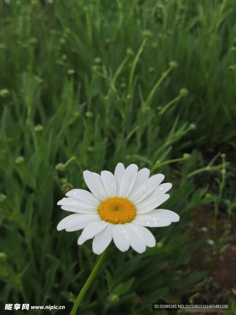 草丛中的白色雏菊