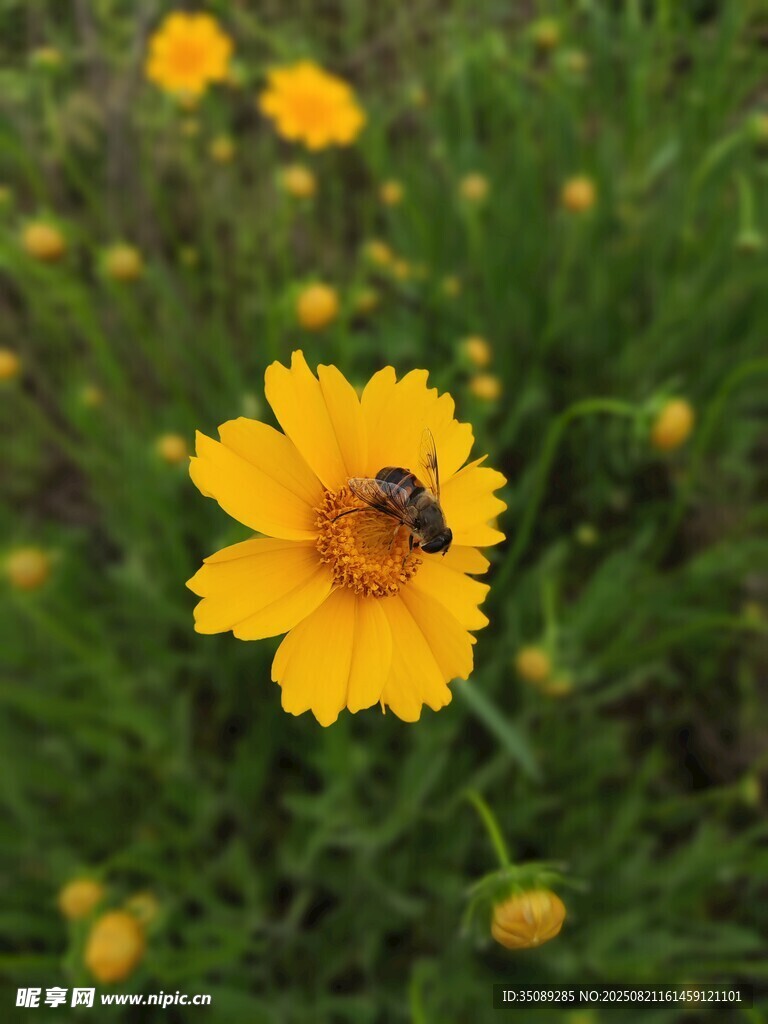 蜜蜂采蜜于黄色小花间