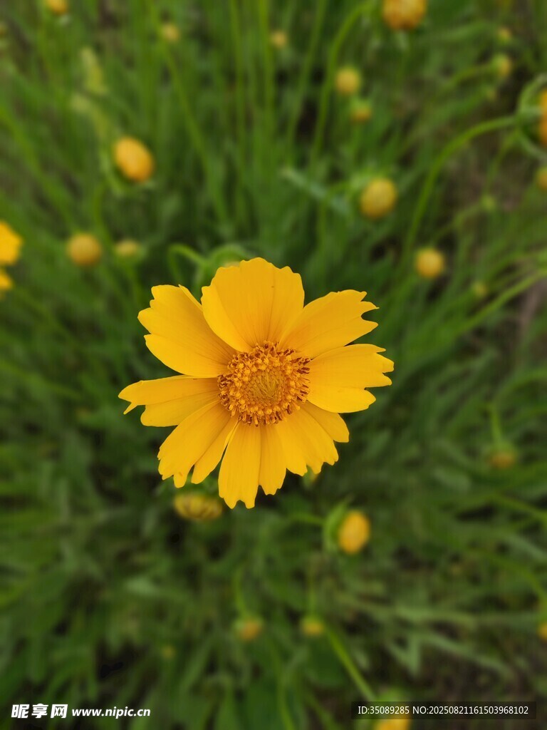单朵黄色小花绽放于草丛