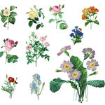 多彩花卉插画集合