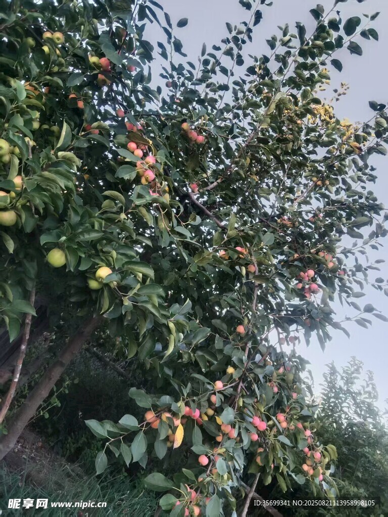 硕果累累的苹果树
