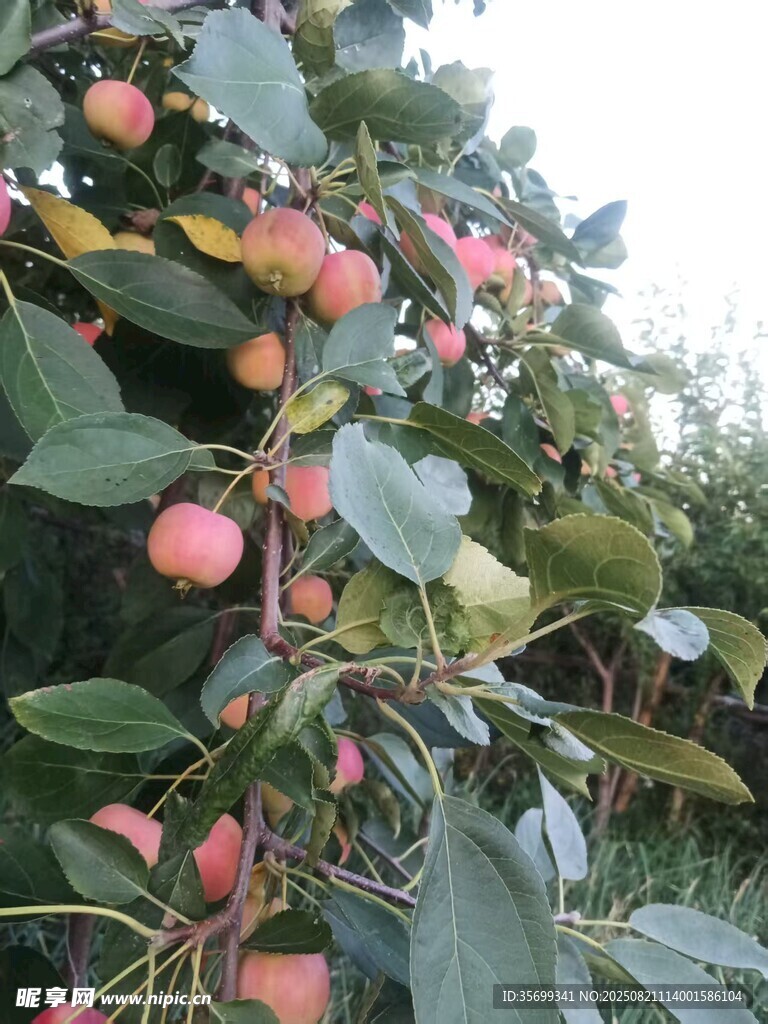 枝头硕果累累的苹果树