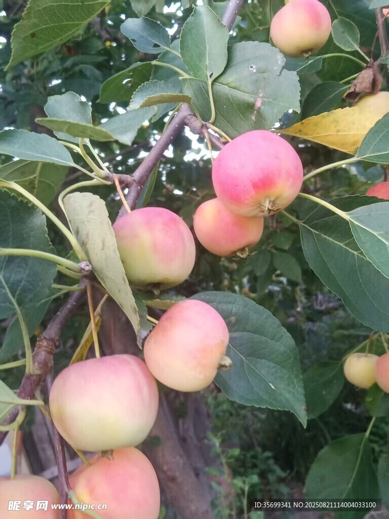枝头硕果累累的粉嫩苹果