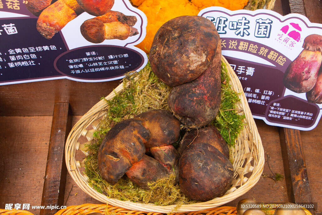 篮子里的特色野生菌菇