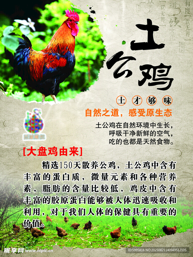 农家散养土公鸡