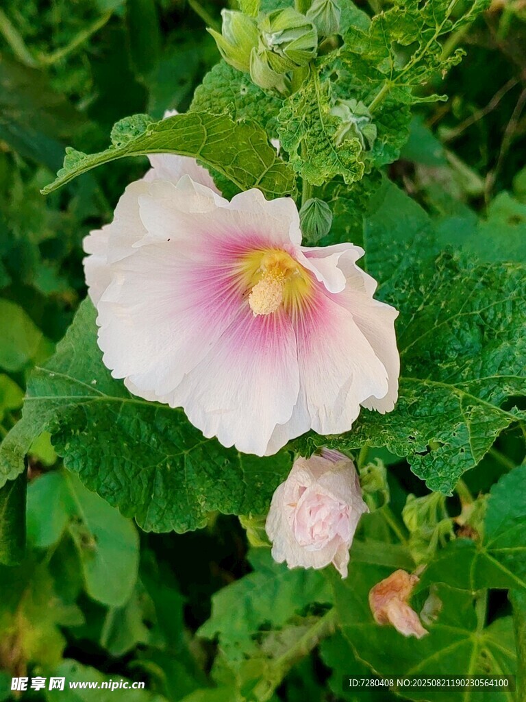 粉色娇艳蜀葵花