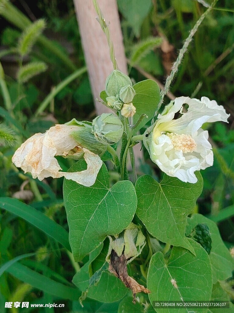 白色花朵与绿叶植物