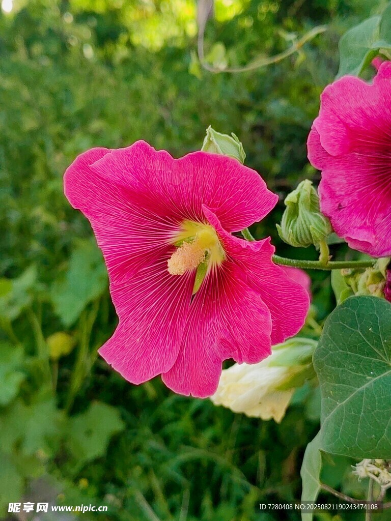 娇艳蜀葵花绽放于绿野