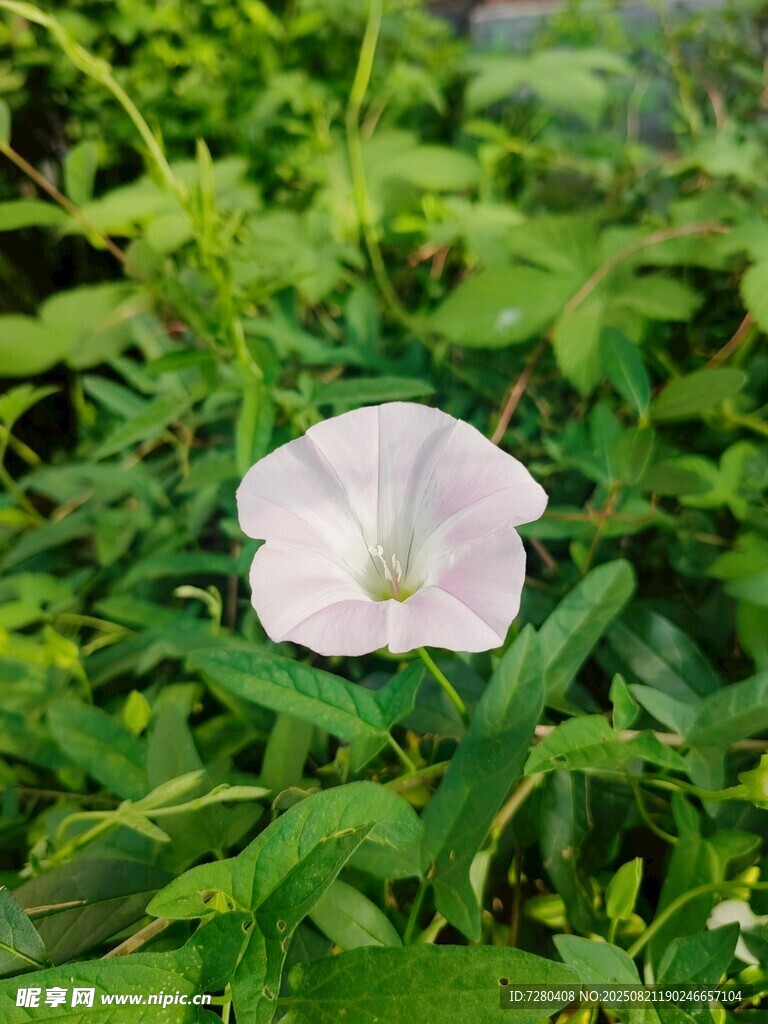 白色牵牛花绽放绿叶间