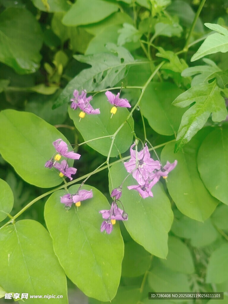 绿叶间的紫色小花