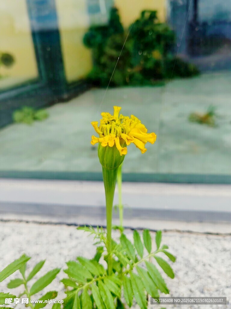 窗边绽放的黄色小花