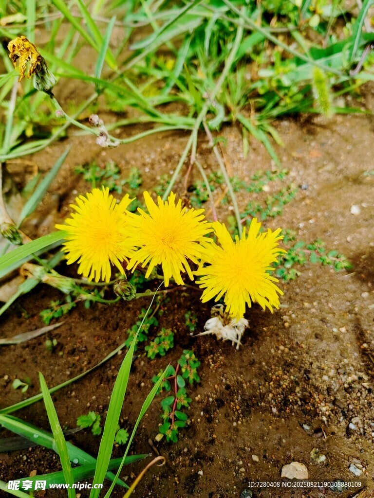 黄色蒲公英绽放于草地