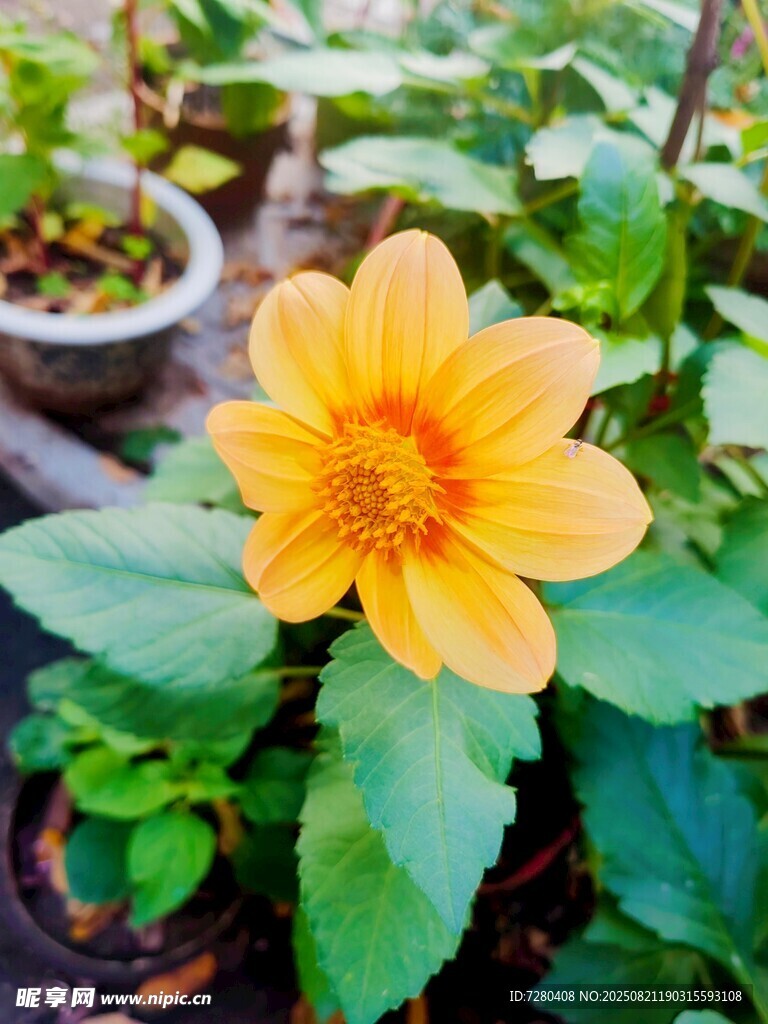 娇艳黄花朵与翠绿叶片