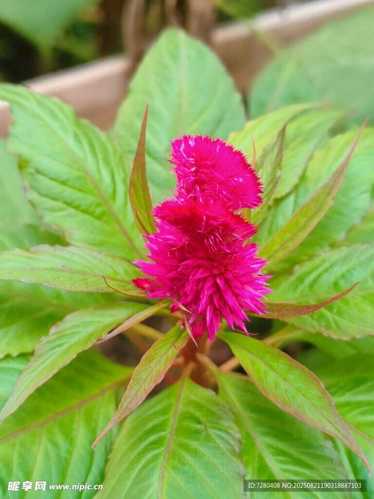 艳丽鸡冠花绽放绿叶间
