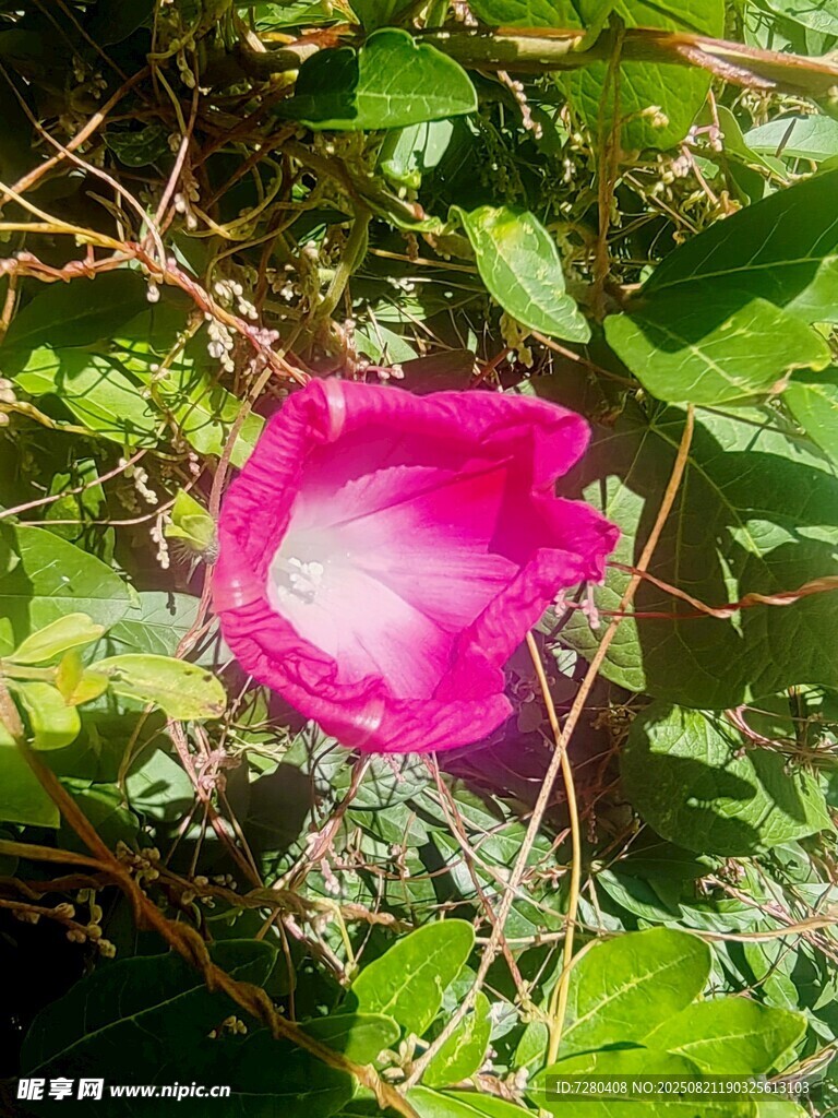 娇艳粉色牵牛花