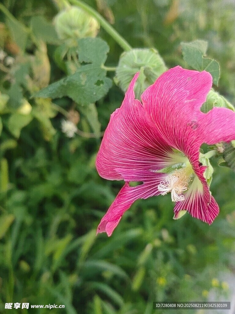 娇艳绽放的粉色花朵