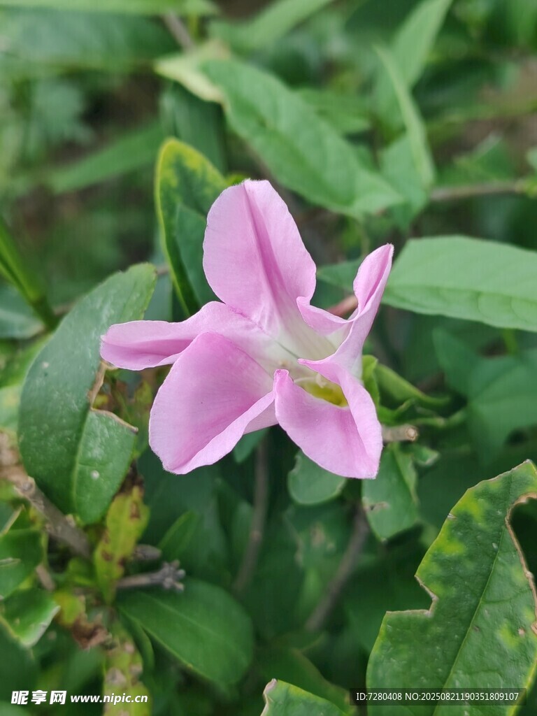 粉色小花绽放绿叶间