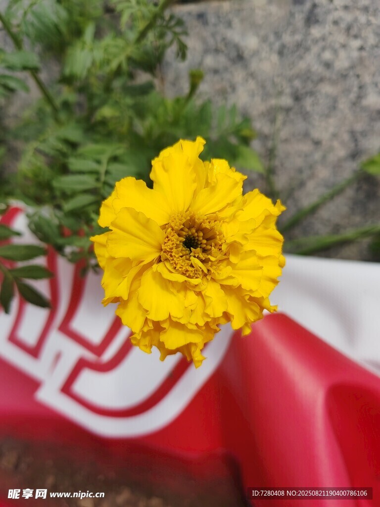 黄花朵置于红白图案之上