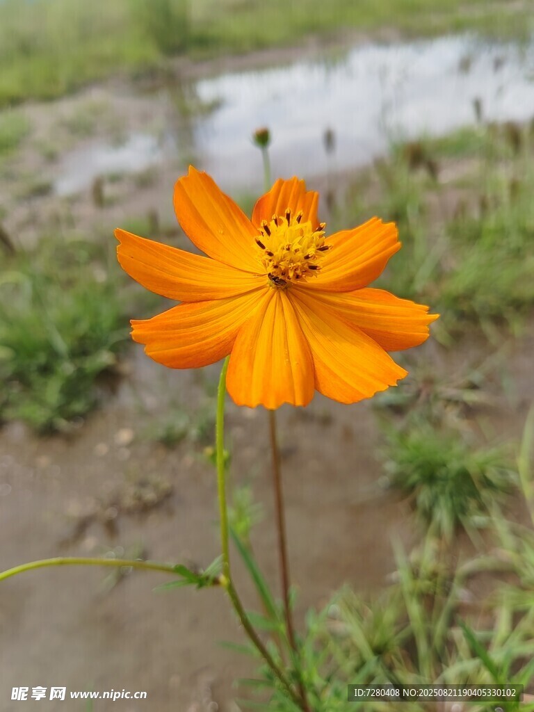 溪边绽放的橙色波斯菊
