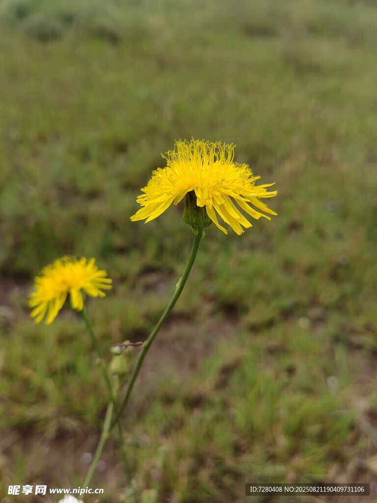 田野中的两朵黄色小花