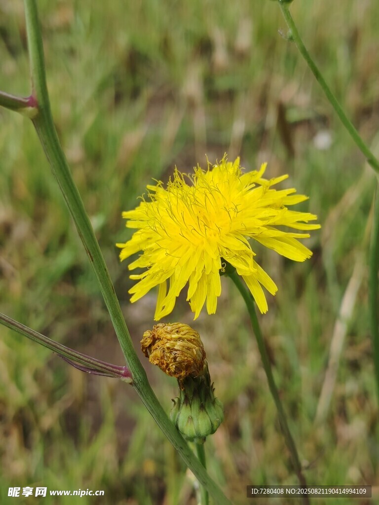 黄色蒲公英特写