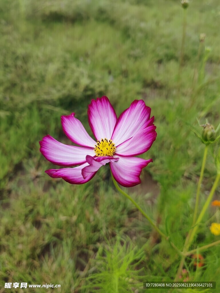 田野中的娇艳波斯菊