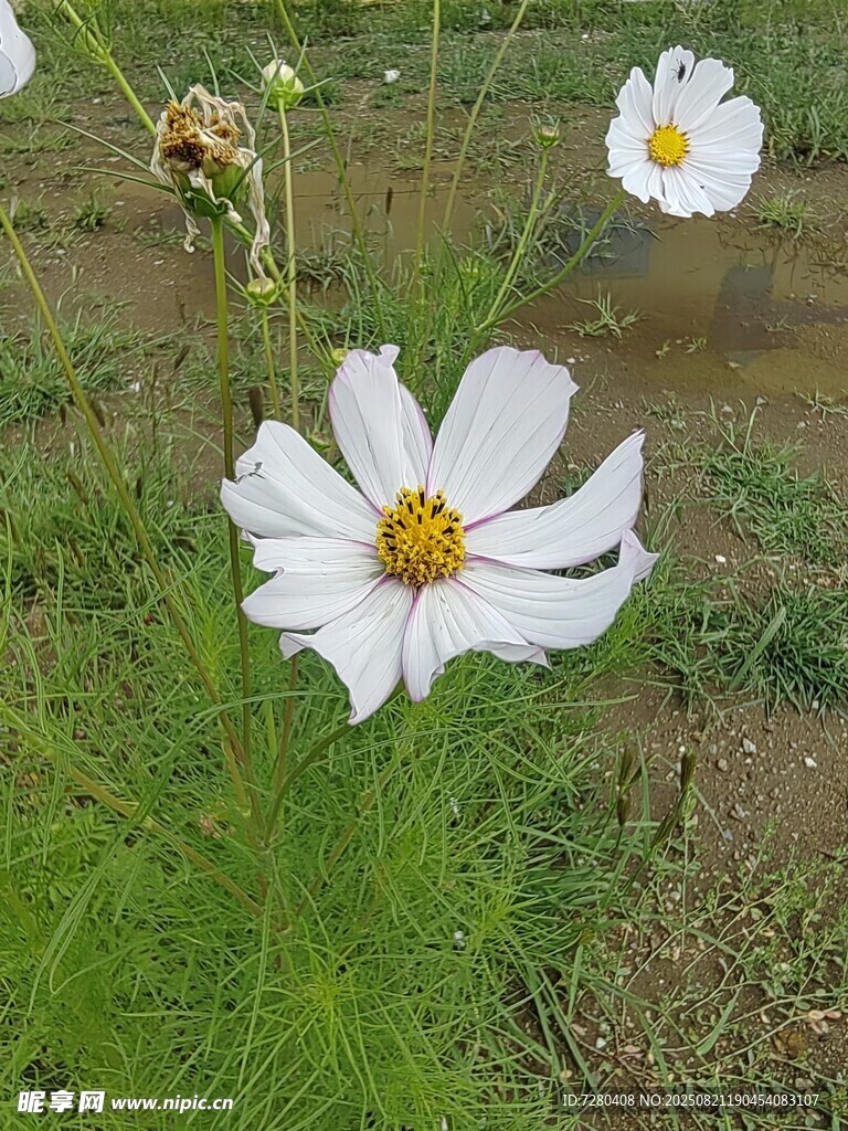 田野中的白色波斯菊