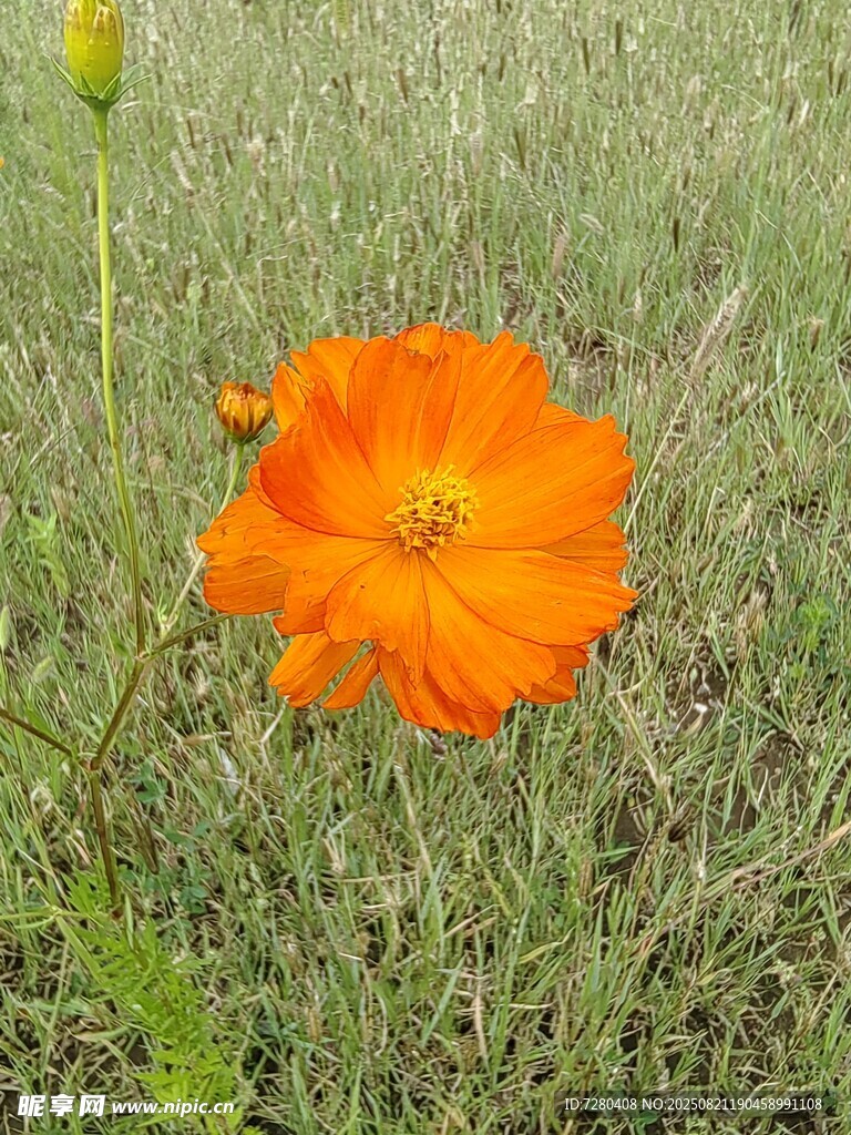 田野中的橙色波斯菊