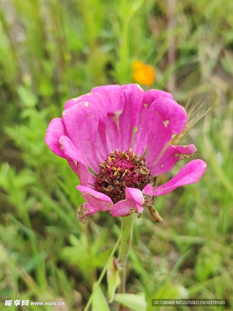 娇艳绽放的粉色花朵