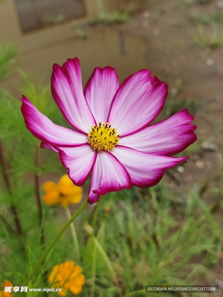 娇艳波斯菊绽放于草地