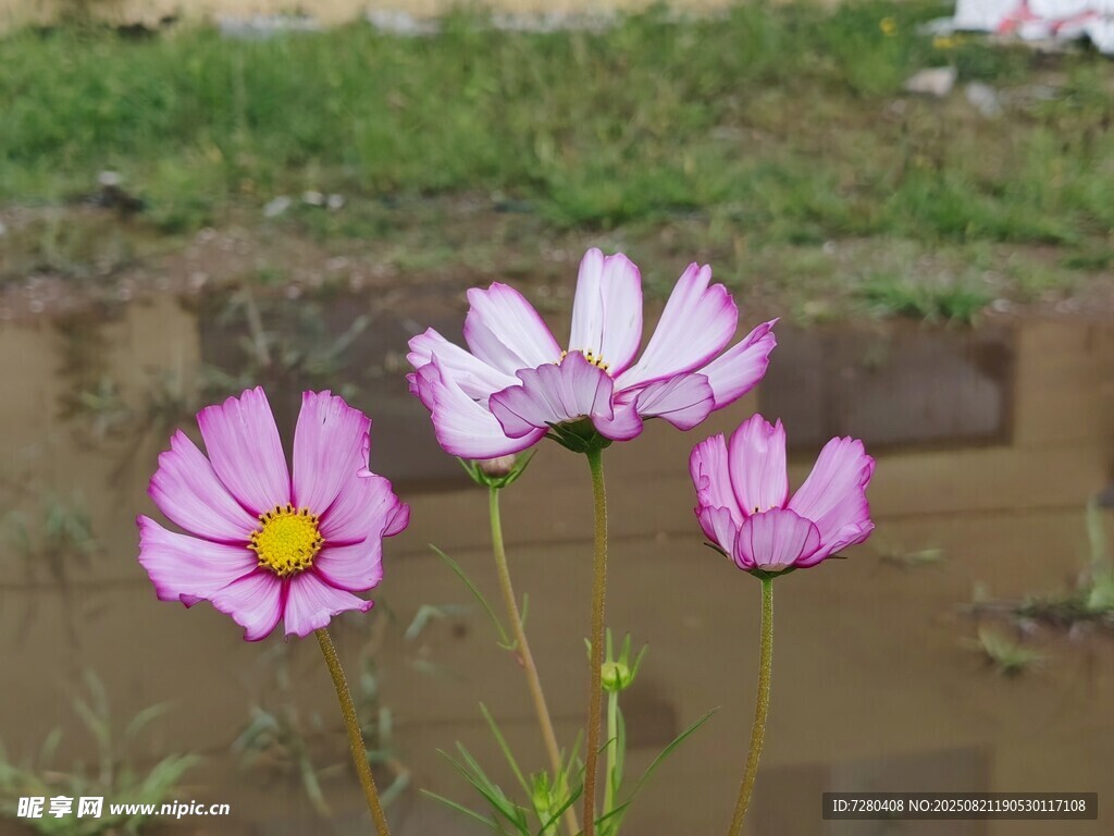 溪边绽放的美丽格桑花