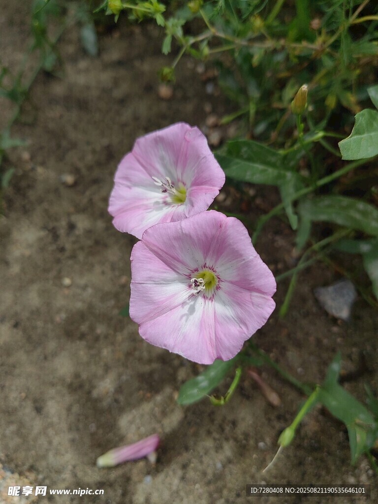 两朵绽放的粉色牵牛花