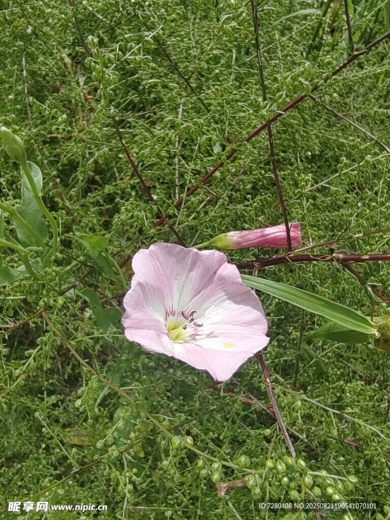 草地上的粉色花朵与物件