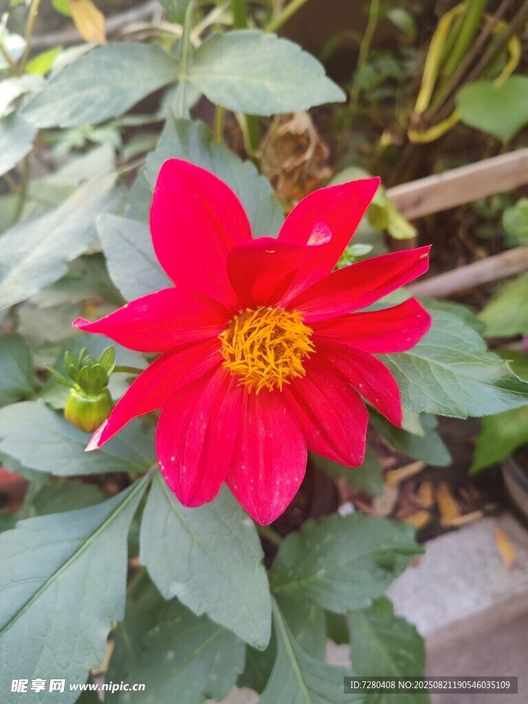 娇艳红大丽花绽放