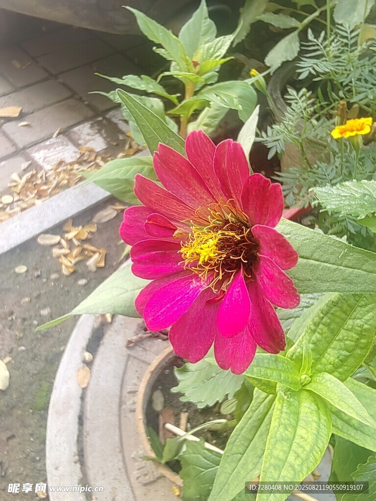 娇艳绽放的红色花朵