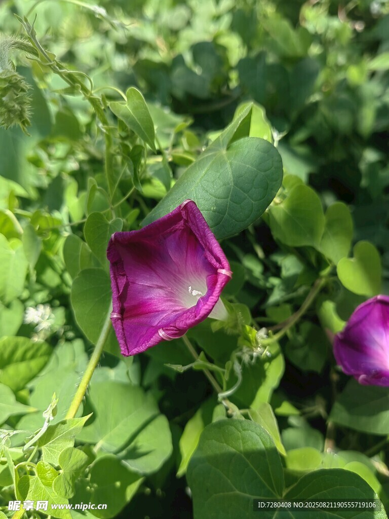 紫色牵牛花绽放绿叶间